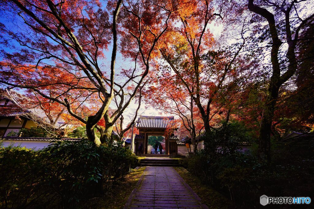 紅葉