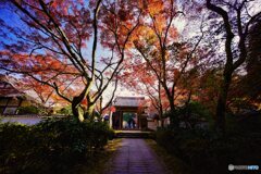 紅葉