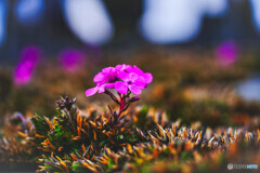 芝桜も咲き始めました。