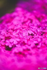 春の花々(芝桜)