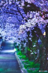 夜明け前の桜