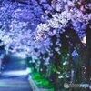 夜明け前の桜