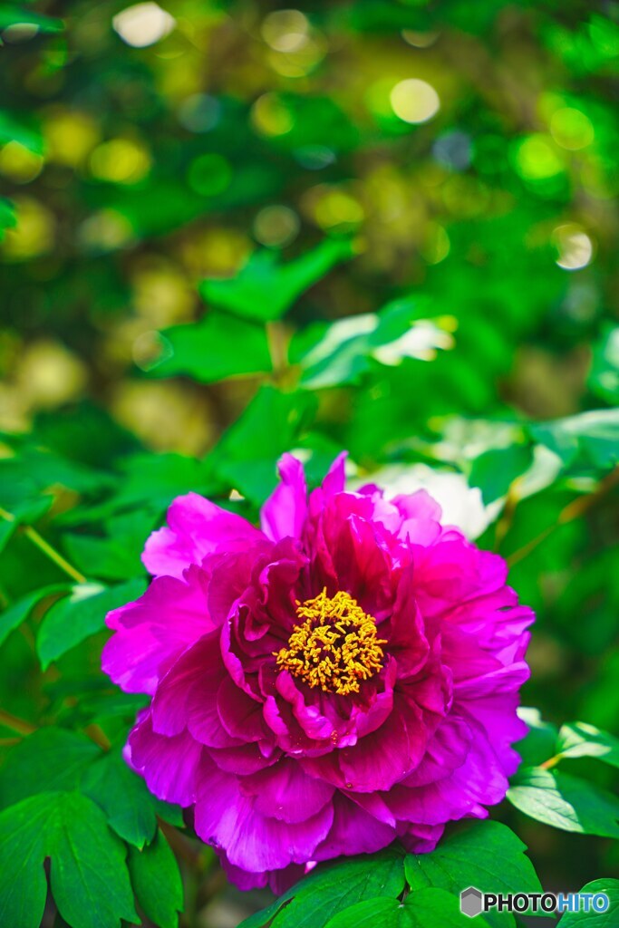 春の花々(ボタン)