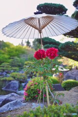 春の花々(ボタン)