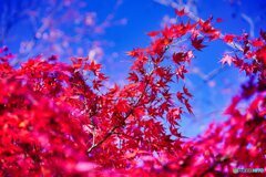燃える様な赤