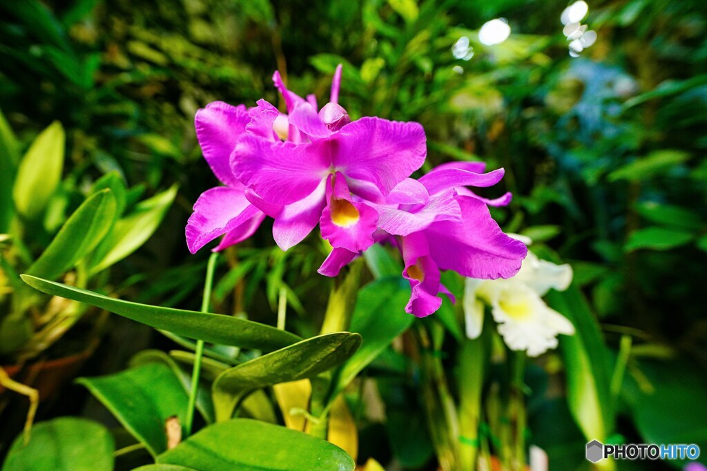 花の文化園にて