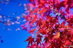 燃える様な赤