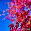 燃える様な赤