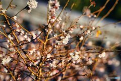長谷寺にて　寒桜