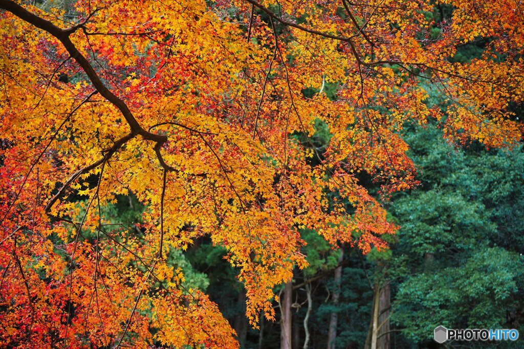 長谷寺にて　紅葉