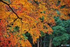 長谷寺にて　紅葉