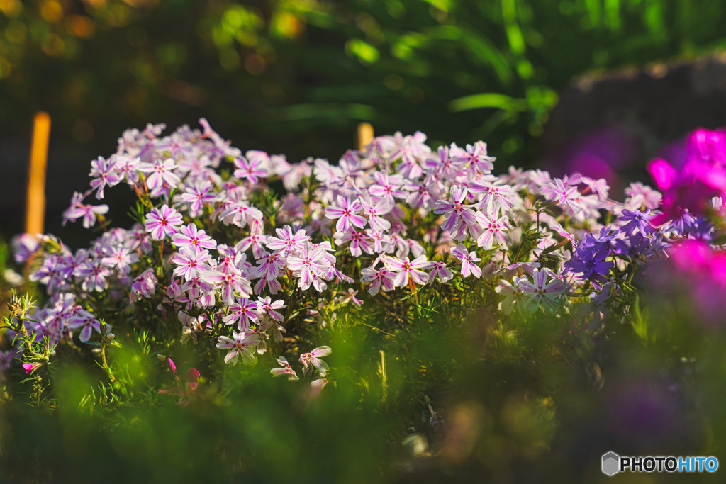 春の花々(芝桜)