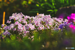 春の花々(芝桜)
