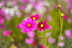 秋桜