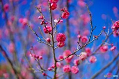 春の訪れ(梅が咲き始めました)