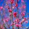 春の訪れ(梅が咲き始めました)