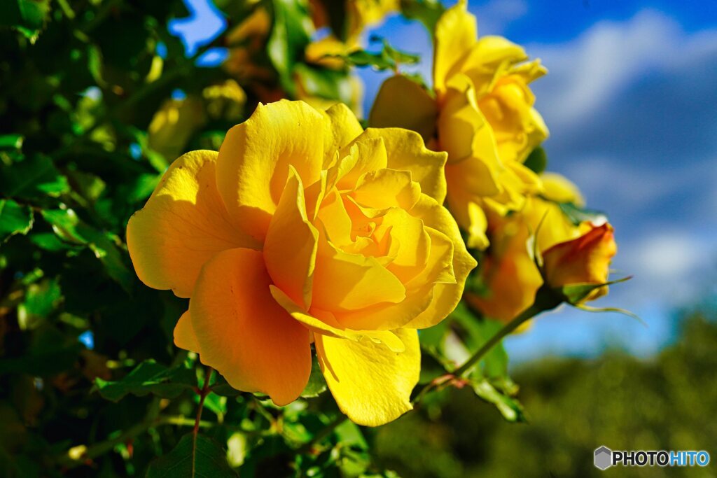 秋薔薇
