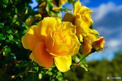 秋薔薇
