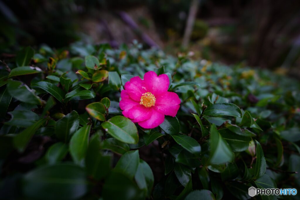 長谷寺にて　山茶花