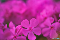 芝桜も咲き始めました。