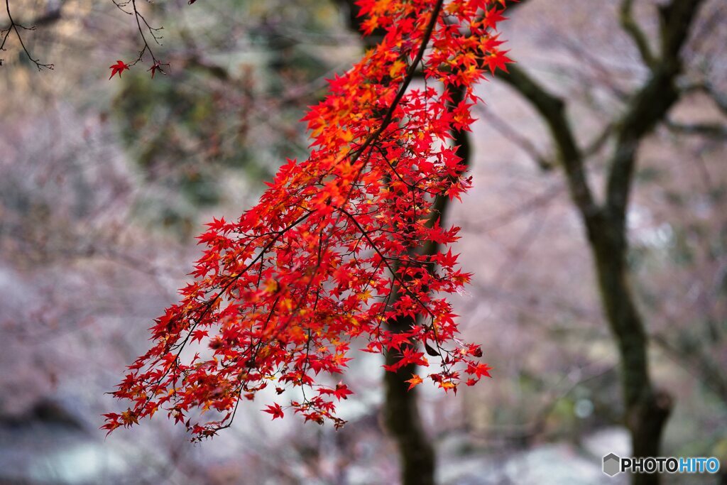 長谷寺にて　紅葉