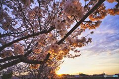 桜と夕暮れ