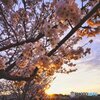 桜と夕暮れ
