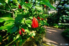 花の文化園にて