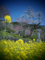 桜と菜の花