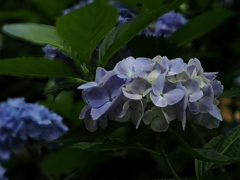 公園のアジサイ