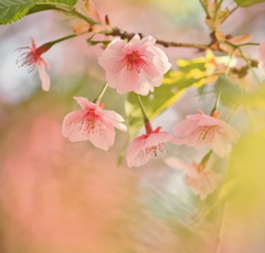 梅の花