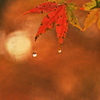 紅葉　しずく
