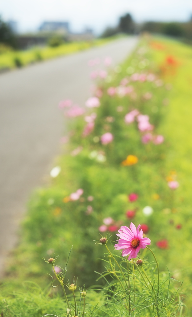 散歩道の花畑