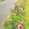散歩道の花畑