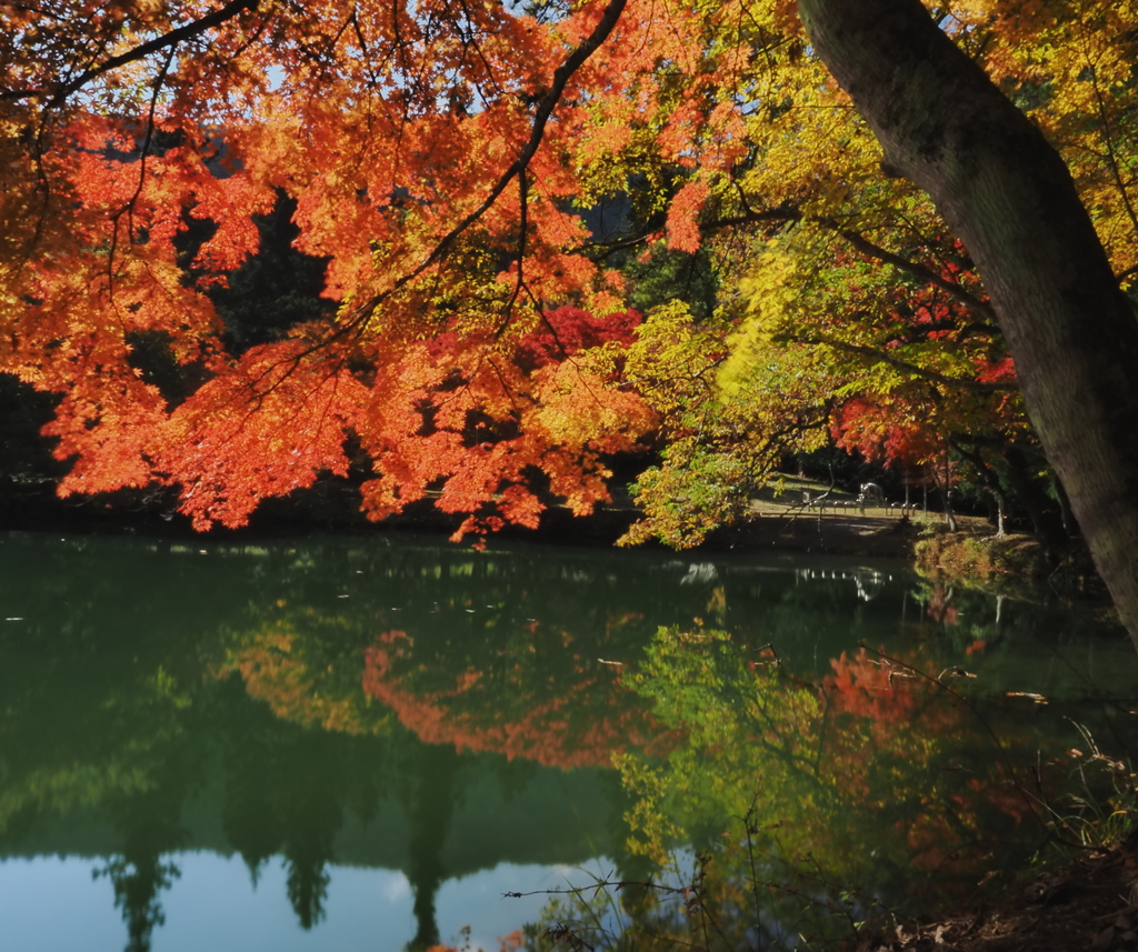 池にうつった紅葉