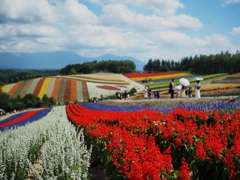 美瑛の花畑