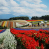 美瑛の花畑