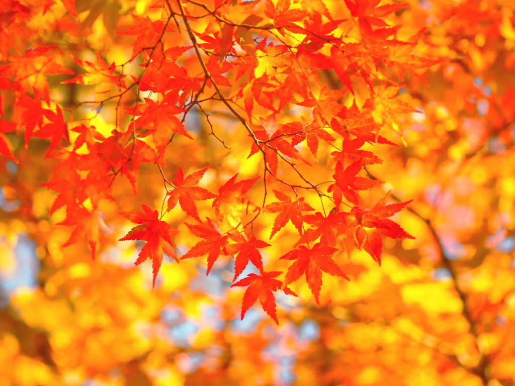 紅葉できれいな公園