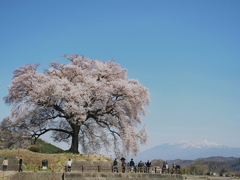 一本桜