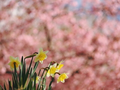 水仙と桜