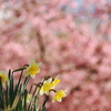水仙と桜