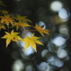 黄色の紅葉