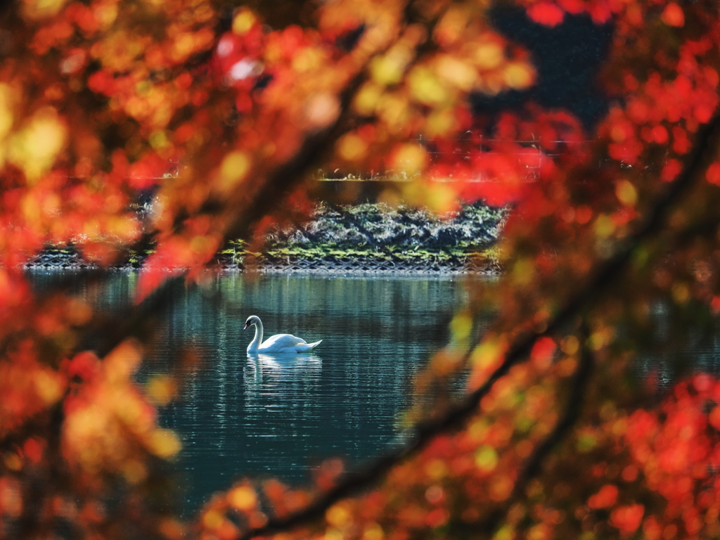 紅葉と白鳥