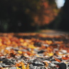 落ちている紅葉