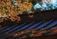 屋根に積もった紅葉