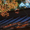 屋根に積もった紅葉