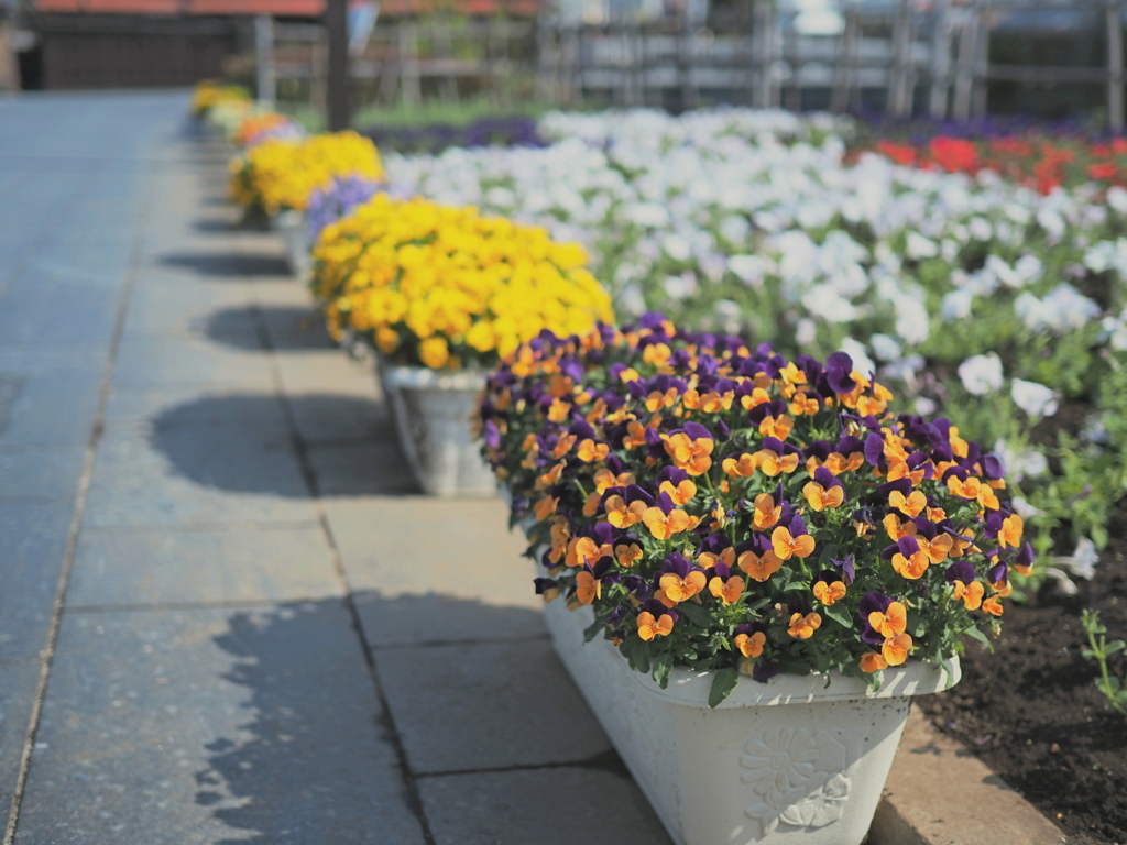 通路の花壇の花