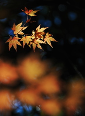 紅葉