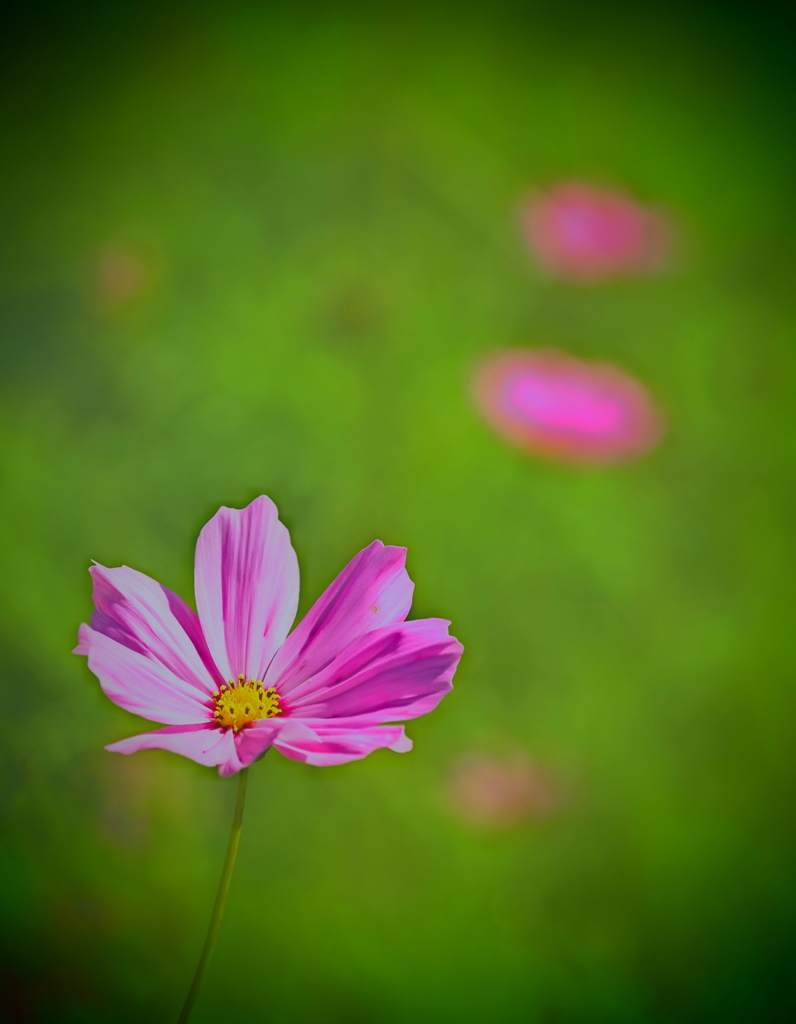 秋の花