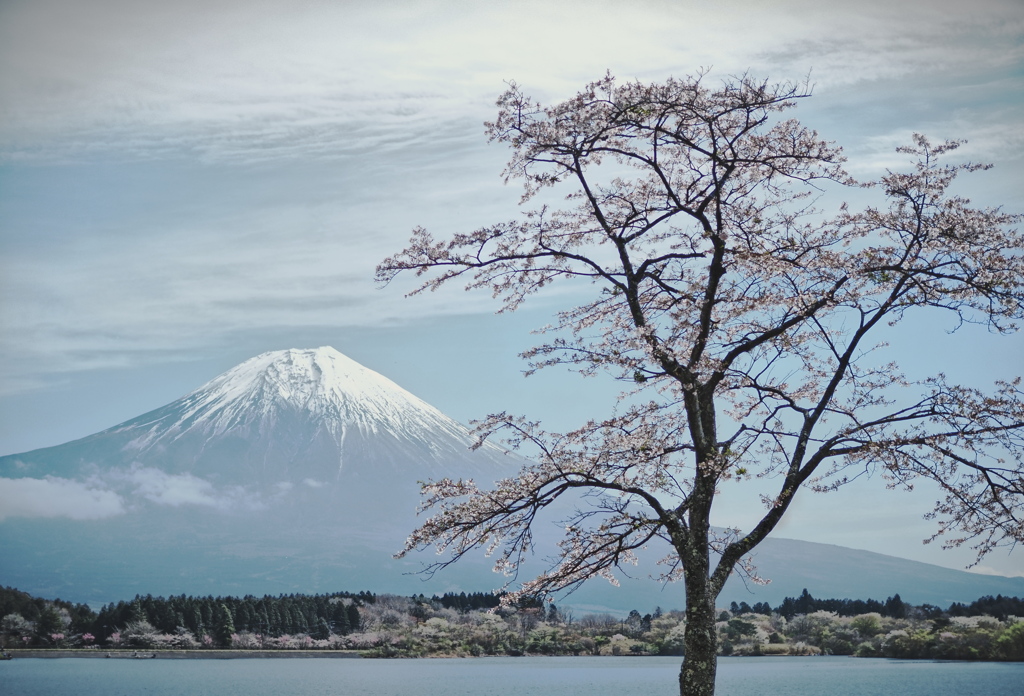 富士山と桜